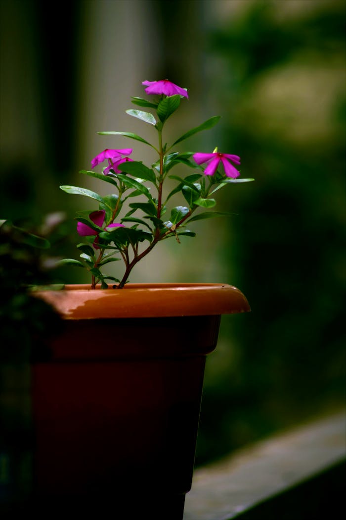 Close-up of vibrant pink flowers blooming in a terracotta pot, showcasing nature's beauty.